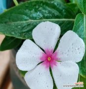 莲花的花语及其在生命轮回中的象征意义 轮回之花