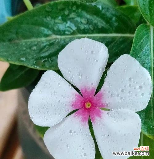 莲花的花语及其在生命轮回中的象征意义 轮回之花