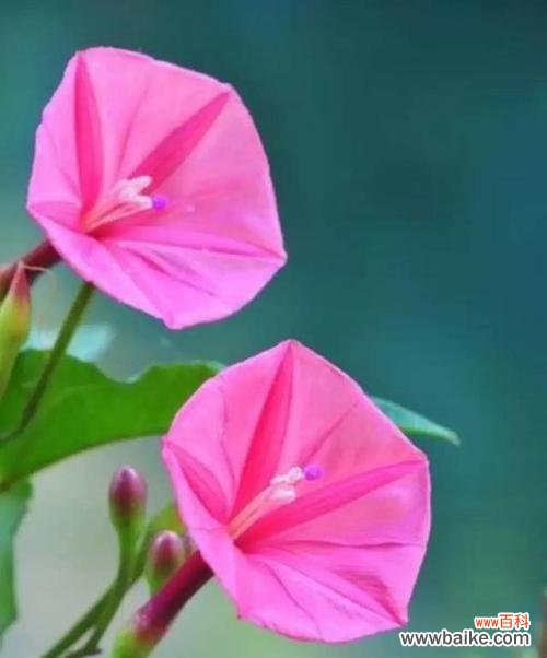 莲花的花语及其在生命轮回中的象征意义 轮回之花