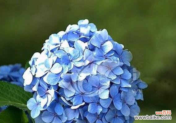 用花言巧语表达深情 爱之花语——以玫瑰为主题的恋人花语