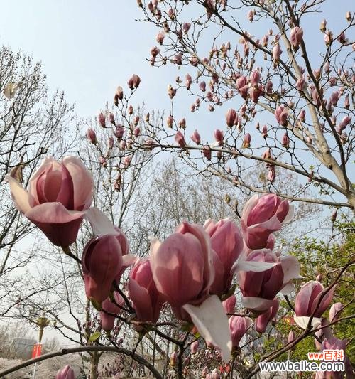 用玉兰花开启感恩之旅 感恩的玉兰花——让我们学会感恩的花