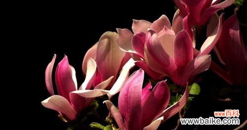 用玉兰花开启感恩之旅 感恩的玉兰花——让我们学会感恩的花