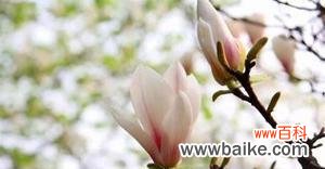 用玉兰花开启感恩之旅 感恩的玉兰花——让我们学会感恩的花