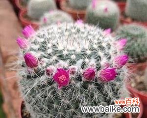 探寻玉翁仙人球背后的深意 玉翁仙人球花语的奥秘