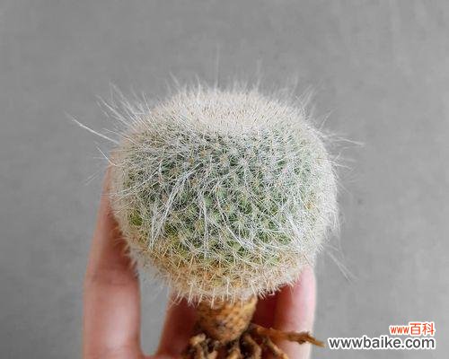 探寻玉翁仙人球背后的深意 玉翁仙人球花语的奥秘