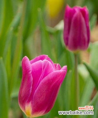 探索郁金香花语中的温柔和浪漫 粉色郁金香花语的深意