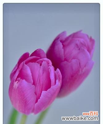 探索郁金香花语中的温柔和浪漫 粉色郁金香花语的深意