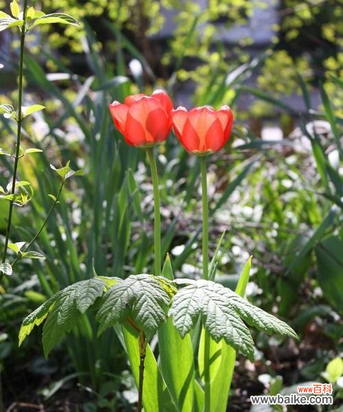 春天种郁金香 郁金香种植的最佳时间及意义