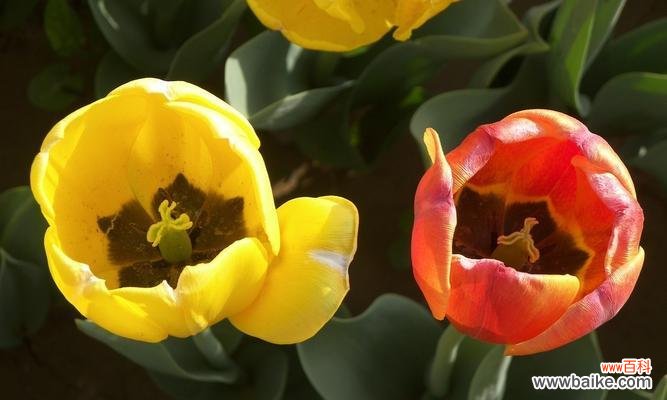 春天种郁金香 郁金香种植的最佳时间及意义