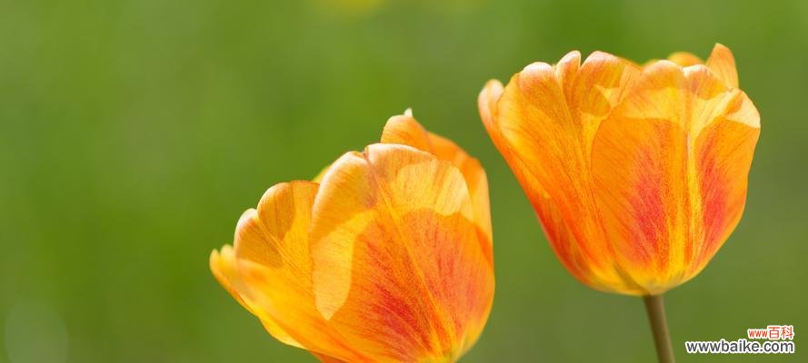 春天种郁金香 郁金香种植的最佳时间及意义