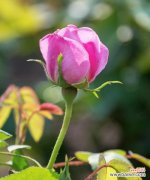 探索狼花的花语与美丽 狼花