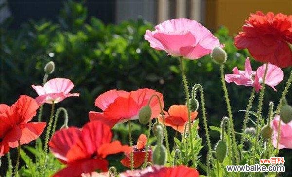 探寻虞美人花的神秘魅力 虞美人花语的意义与传承