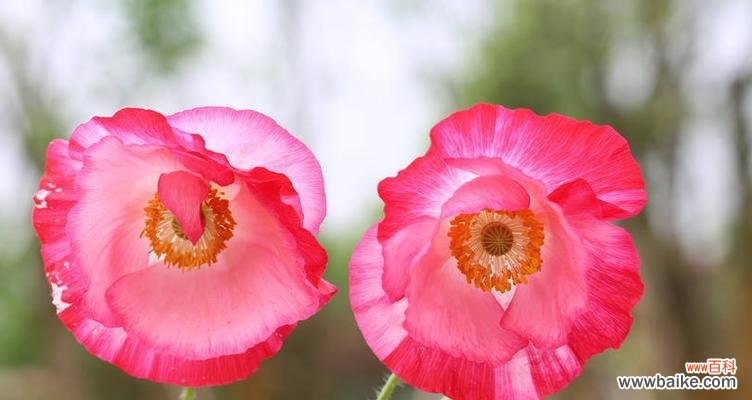 探寻虞美人花的神秘魅力 虞美人花语的意义与传承