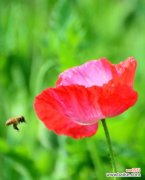 探寻虞美人花的神秘魅力 虞美人花语的意义与传承