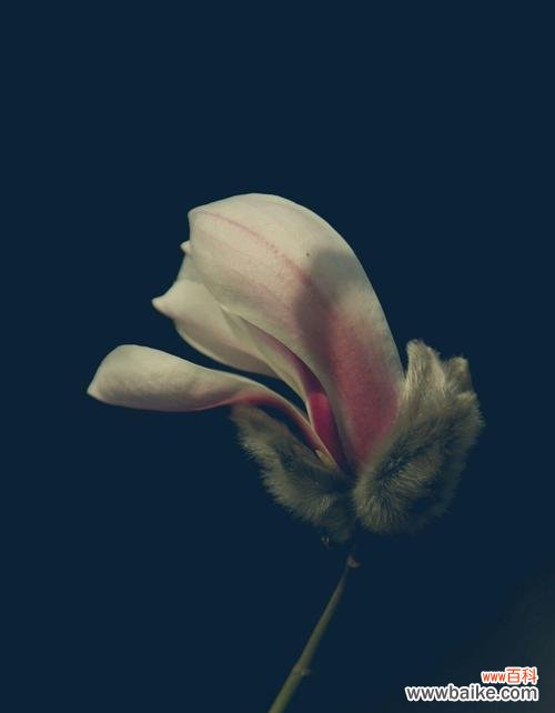 探索玉兰花的五种颜色与其花语 玉兰花语之不同颜色的寓意