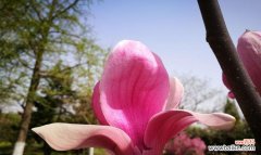 探索玉兰花的五种颜色与其花语 玉兰花语之不同颜色的寓意