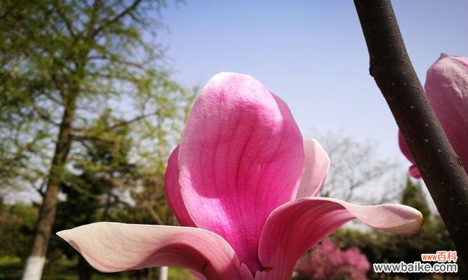 探索玉兰花的五种颜色与其花语 玉兰花语之不同颜色的寓意