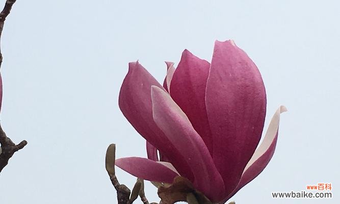 探索玉兰花的五种颜色与其花语 玉兰花语之不同颜色的寓意