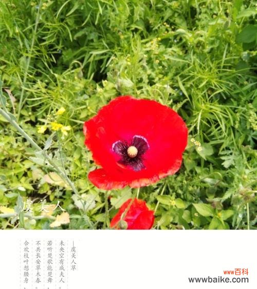 迷人的虞美人花与传说中的爱情与死亡 虞美人的花语与传说