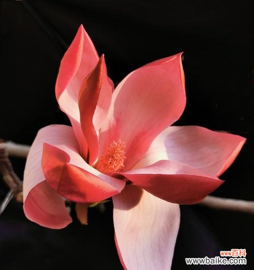 玉兰花的美丽和坚强 玉兰花的寓意与象征