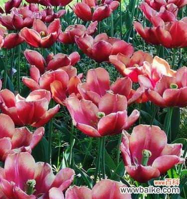 郁金香的象征意义