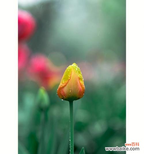 郁金香的花语及其象征意义 郁金香25朵花语