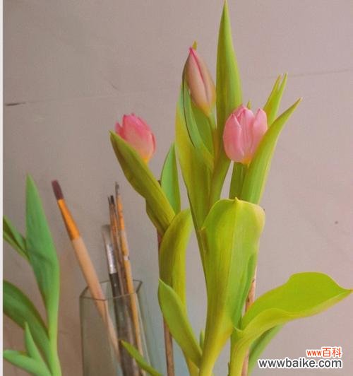 郁金香的花语及其象征意义 郁金香25朵花语