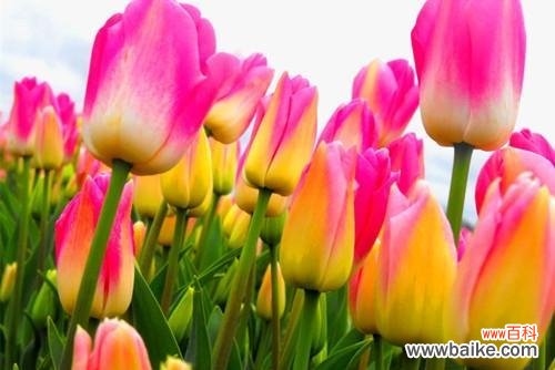 探寻郁金香的花语之美 郁金香花语的意义与传说