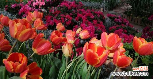 探索郁金香的种类与象征 郁金香的花语与寓意
