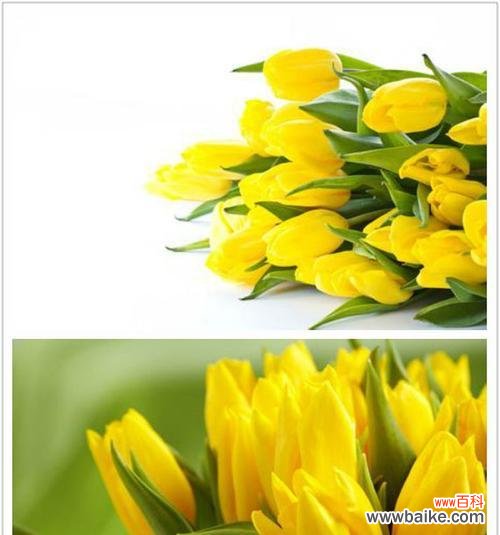 探索郁金香的种类与象征 郁金香的花语与寓意