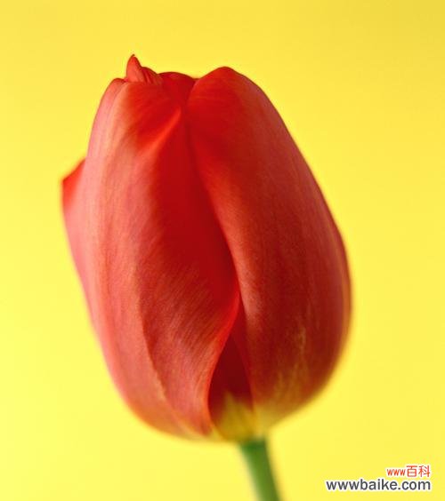 荷兰郁金香的意义与传承 郁金香