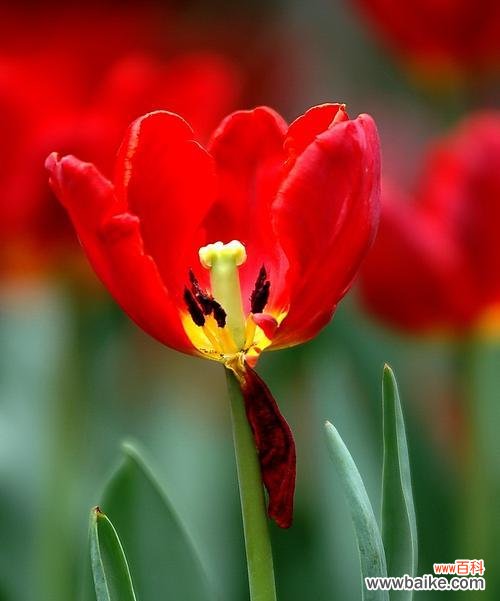 荷兰郁金香的意义与传承 郁金香