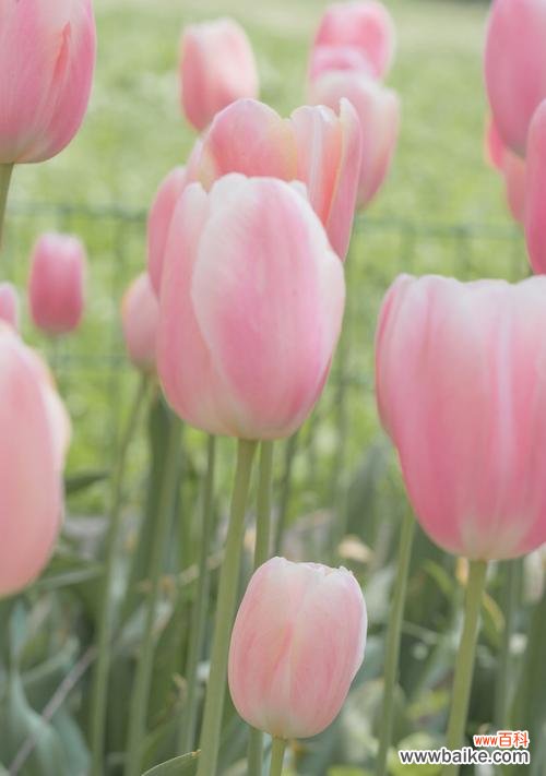 荷兰郁金香的意义与传承 郁金香