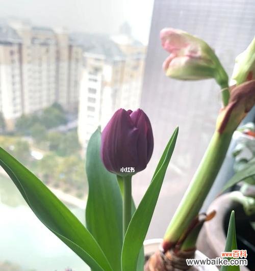 用一朵花的语言诉说爱与祝福 探寻郁金香小黑人的花语之美