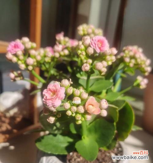 寓意长寿的盆景 祝福长寿盆景寓意永恒