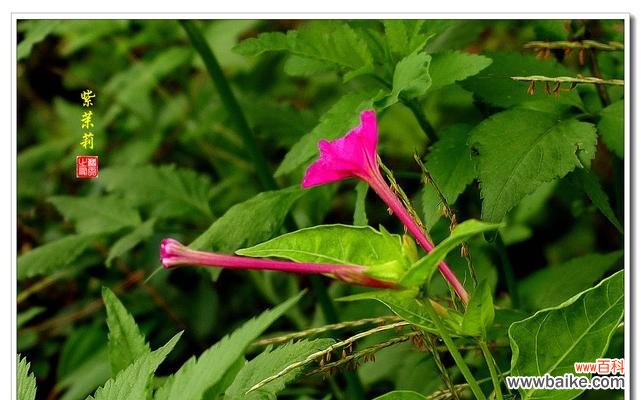品味芳香中的情感世界 紫茉莉花语的含义