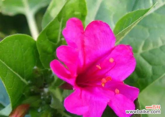 品味芳香中的情感世界 紫茉莉花语的含义