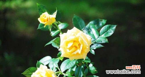 绽放希望的阳光之花 黄玫瑰的花语与象征意义