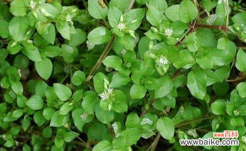 雄辩的花朵,传递着爱与思念 繁缕花的花语与意义