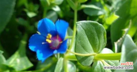 雄辩的花朵,传递着爱与思念 繁缕花的花语与意义