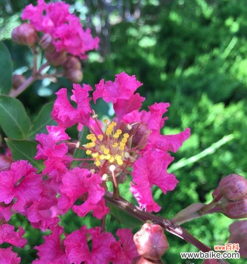 解析紫薇花的象征与寓意 探秘紫薇花的文化内涵