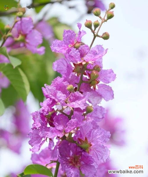 解析紫薇花的象征与寓意 探秘紫薇花的文化内涵