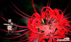 寓意深远的彼岸花，传递着怎样的信息？ 解密彼岸花的寓意