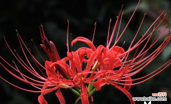 寓意深远的彼岸花，传递着怎样的信息？ 解密彼岸花的寓意