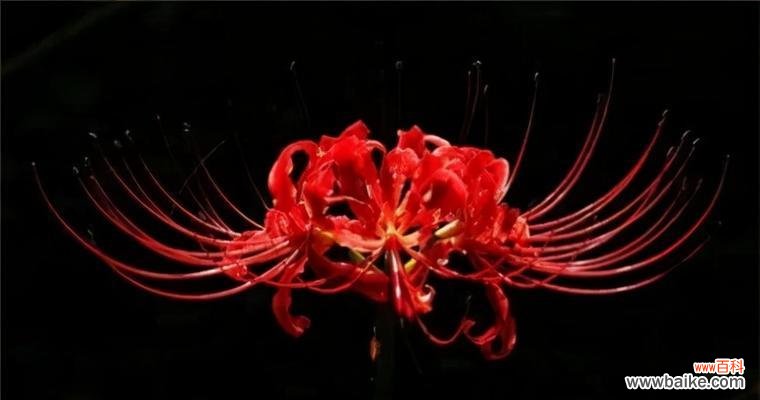 寓意深远的彼岸花，传递着怎样的信息？ 解密彼岸花的寓意