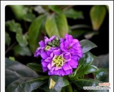 表达爱意的最佳方式 紫罗兰花语