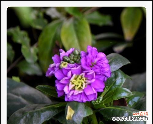 表达爱意的最佳方式 紫罗兰花语