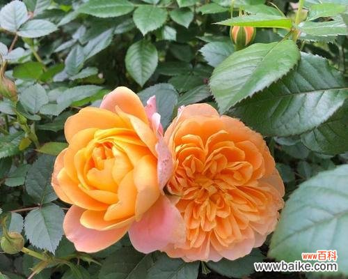 万紫千红，芳香四溢的代表性花卉 丰花月季的意义与美学