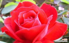 万紫千红，芳香四溢的代表性花卉 丰花月季的意义与美学