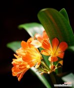 探寻君子兰的含义与象征 君子兰的花语